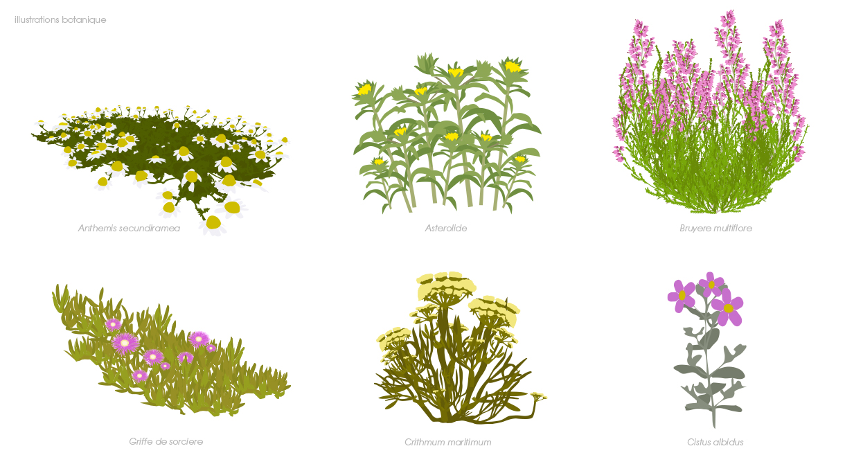 une planche d'illustration de plantes méditerranéenne