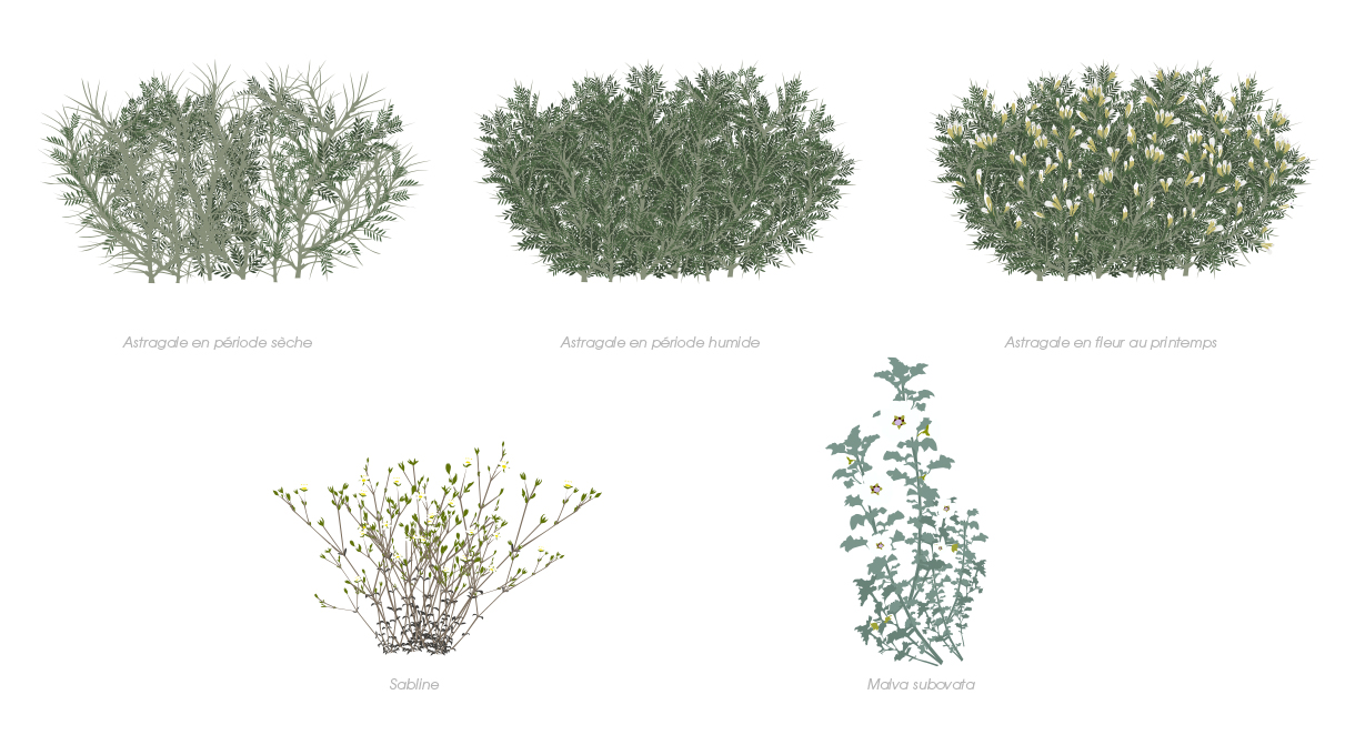 Des illustrations botaniques : Astragale en période sèche, Astragale en période humide, Astragale en fleur au printemps, Sabline, Malva Subovata